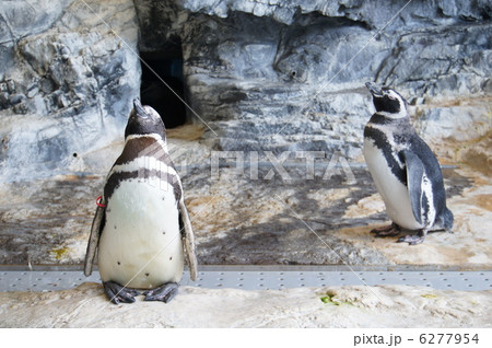 マゼランペンギン 6277954