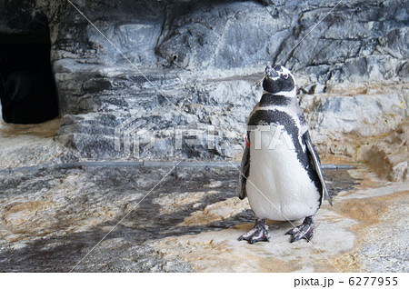 マゼランペンギン 6277955