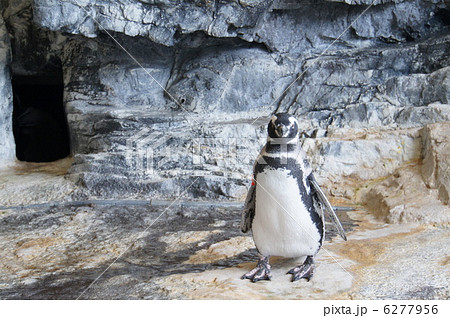 マゼランペンギン 6277956
