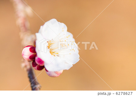 うめ うめ 6278627