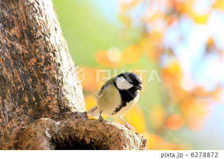 シジュウカラ シジュウカラ 6278872