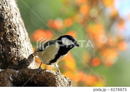 四十雀 四十雀 6278873