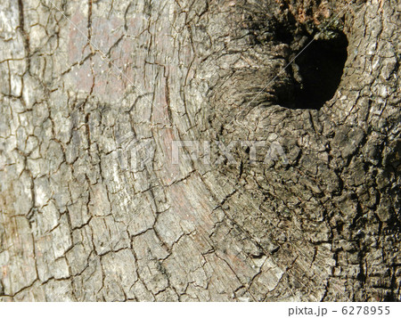 カキノキの木肌 6278955