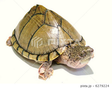 ドロガメ ドロガメ 6279224