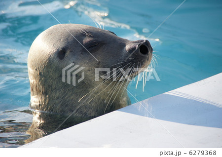 アザラシ アザラシ 6279368