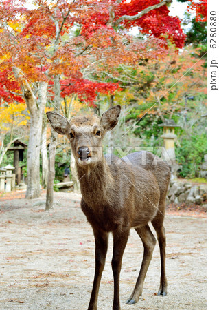 宮島の鹿 6280880