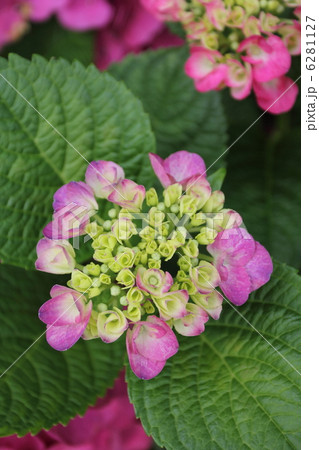 額紫陽花 6281127