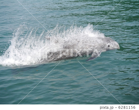 ハナゴンドウの泳ぎ 6281156