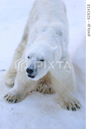 しろくま 6281418