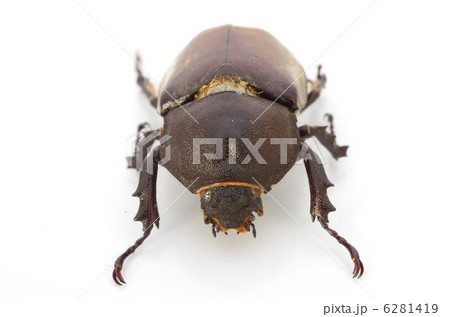 カブトムシ（雌）正面俯瞰 6281419