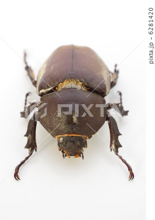 カブトムシ（雌）正面俯瞰 6281420