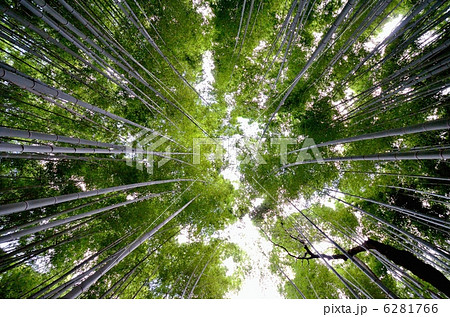 嵯峨野の竹林 嵯峨野の竹林 6281766