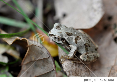 落ち葉色に擬態した雨蛙の写真素材