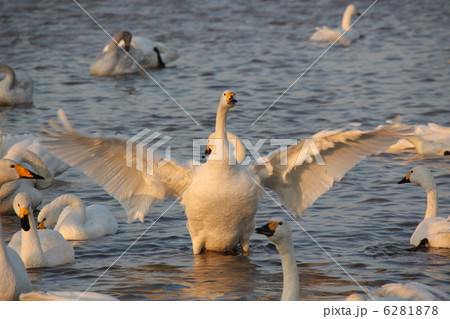 白鳥の郷 白鳥の郷 6281878