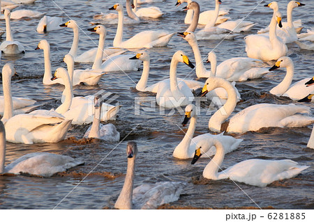 白鳥の郷 白鳥の郷 6281885