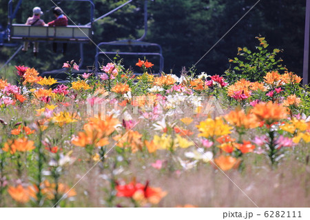 ゆり ゆり 6282111