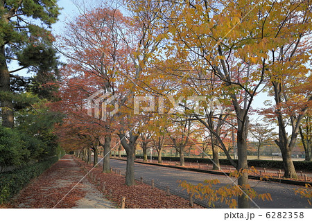 紅葉のケヤキ並木 6282358