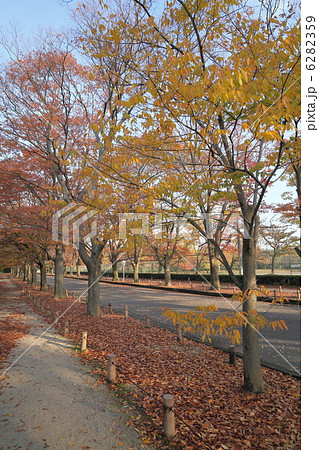 紅葉のケヤキ並木 6282359