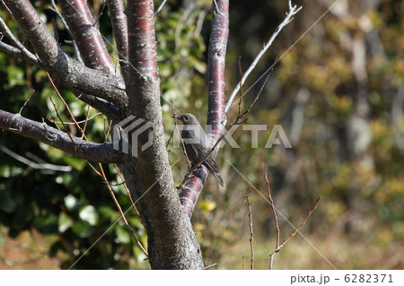 イソヒヨドリ 6282371