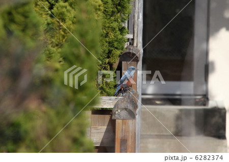 イソヒヨドリ 6282374