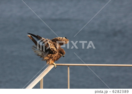 とんび 6282389