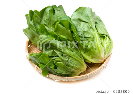 サラダ菜 6282809