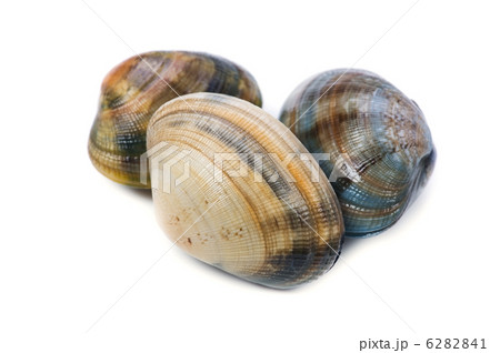 アサリ 6282841