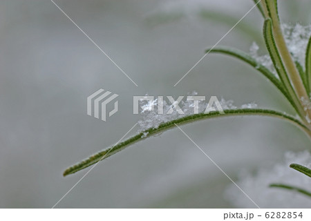 雪の一片 6282854