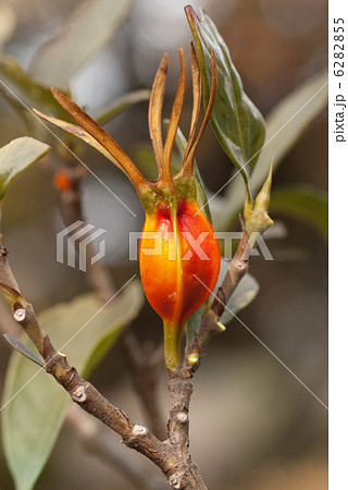 クチナシの実 6282855
