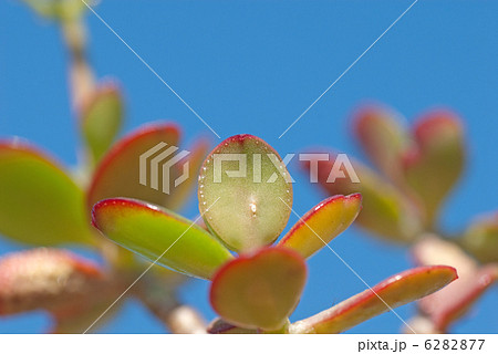 お金のなる木 6282877