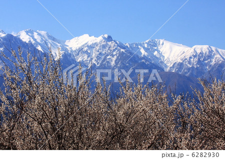 梅の花と残雪の中央アルプス 6282930