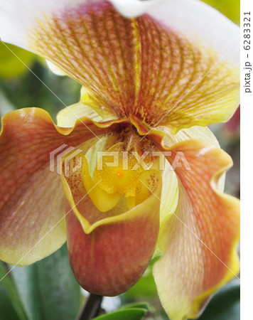 パフィオペディラム パフィオペディラム 6283321