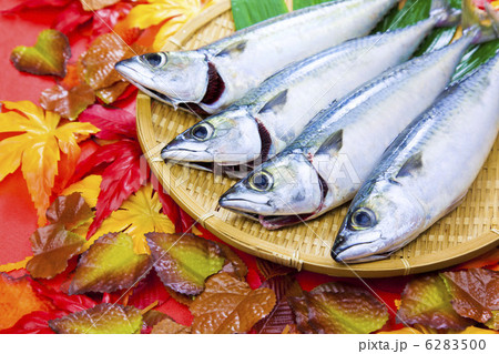 秋鯖 6283500
