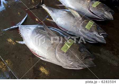 まぐろ 6283504