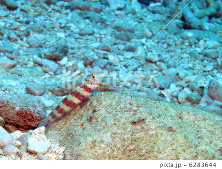 クビアカハゼ 6283644