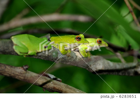 モリアオガエル 6283651