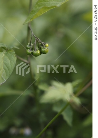 イヌホウズキ イヌホウズキ 6283664