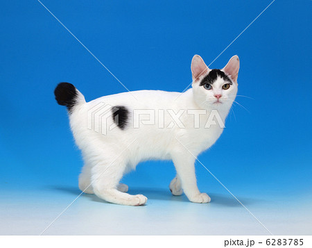 カメラ目線の猫 ジャパニーズボブテイル の写真素材