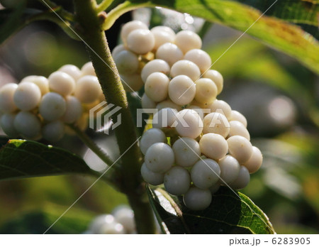 白式部の実 6283905