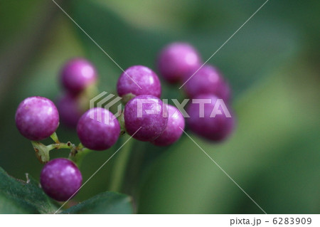 小ムラサキの実 6283909