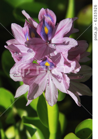 ホテイアオイ 6283926