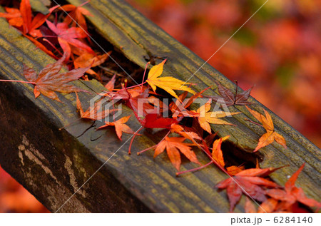落ち葉 6284140