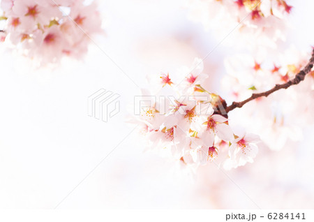 希望の桜。復興の祈り 6284141