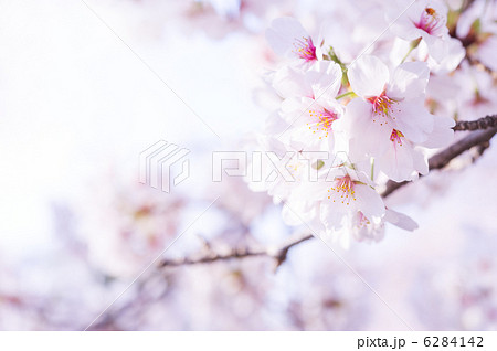 希望の桜。復興の祈り 6284142