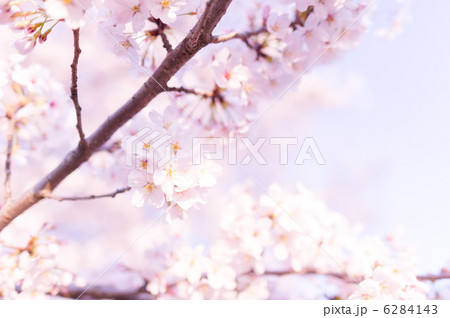希望の桜。復興の祈り 6284143