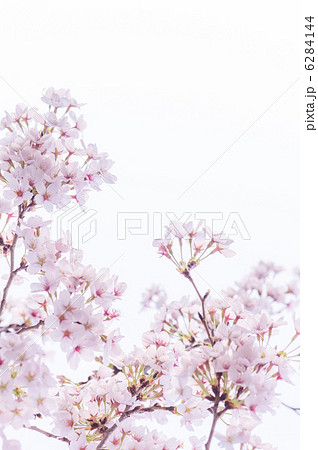 希望の桜。復興の祈り 6284144