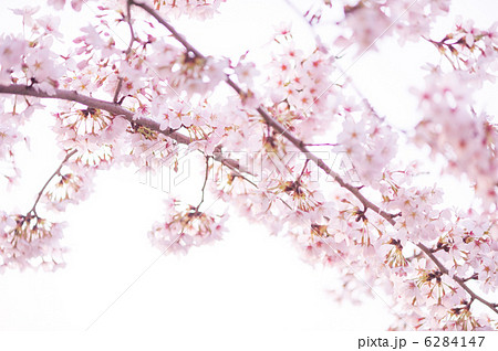 希望の桜。復興の祈り 6284147