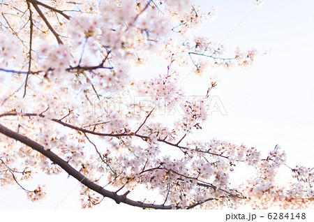 希望の桜。復興の祈り 6284148