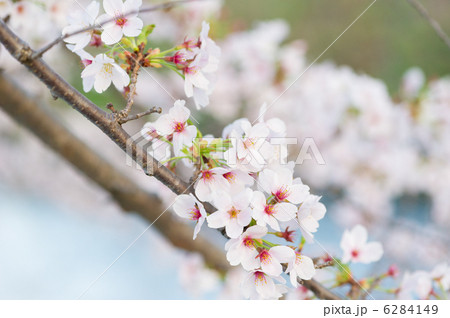 希望の桜。復興の祈り 6284149