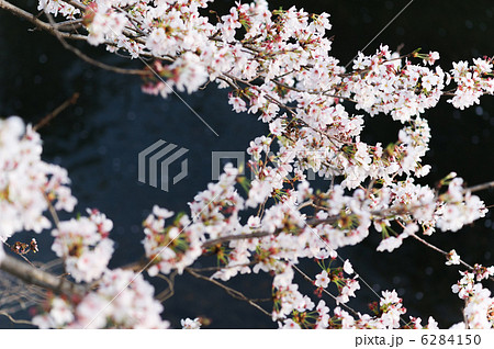 希望の桜。復興の祈り 6284150